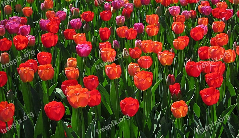 Tulips Colors Red Bloom Colorful