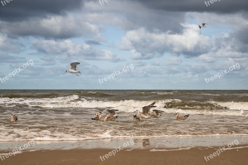 Sea Beach Seabird Nature Bird