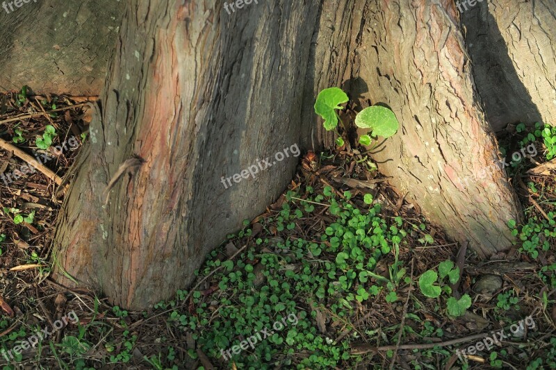 Tree Plant Tree Roots Free Photos