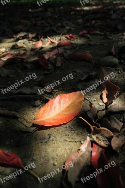 Plant Dead Leaves Leaf Free Photos