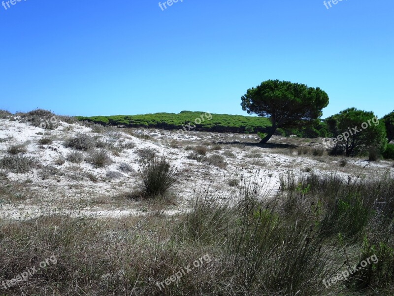 Dune Landscape The Beach Of Budoni Sardinia Italy Free Photos