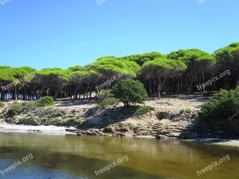 Pine Forest Budoni Beach Sardinia Italy