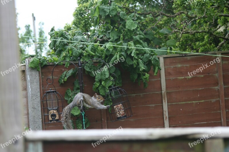 Squirrel Nature Animal Wildlife Outdoors