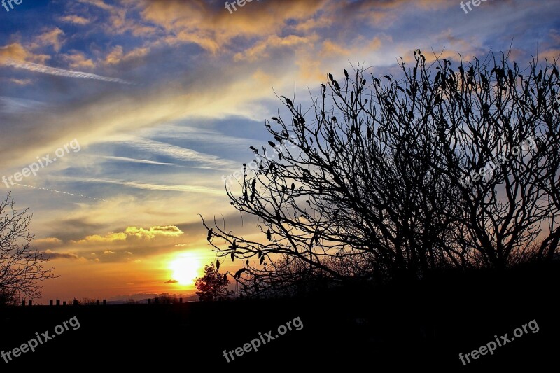 Sunset Tree In The Evening The Sky Romantic