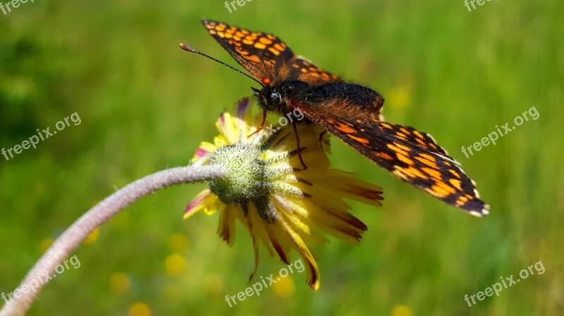 Butterfly The Field Nature Free Photos