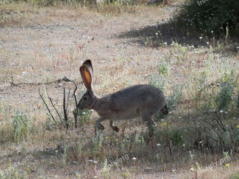 Rabbit Big Ears Cute Fur Hare