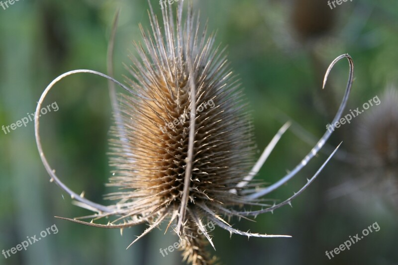 Thistle Trockenblume Dry Autumn Prickly