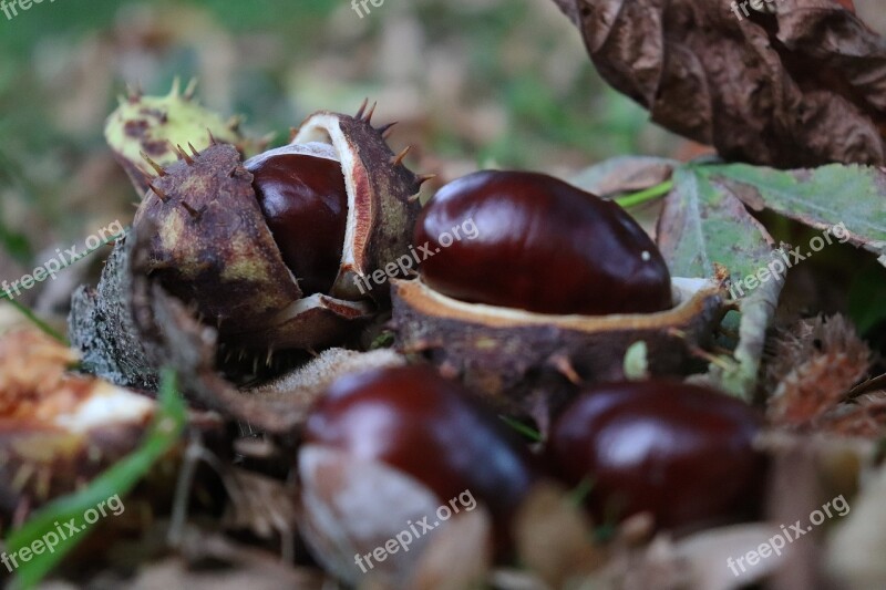 Chestnut Autumn Nature Prickly Autumn Fruit