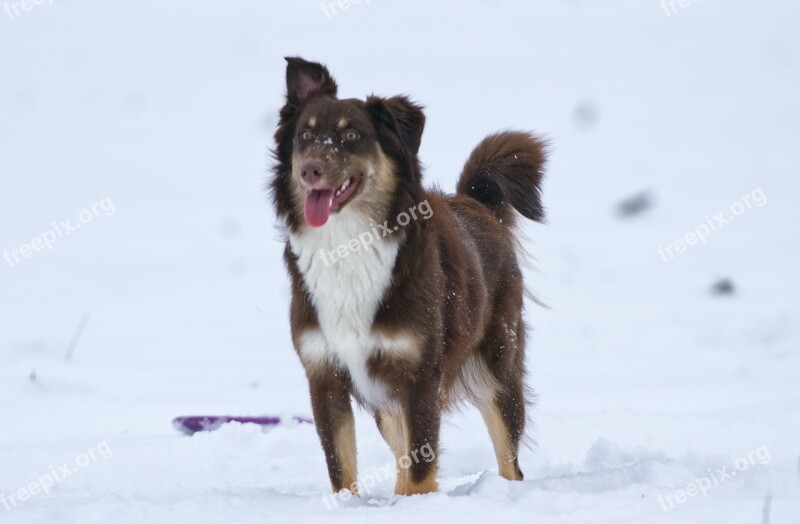 Fee Australian Shepherd Constance Dog Red Tri