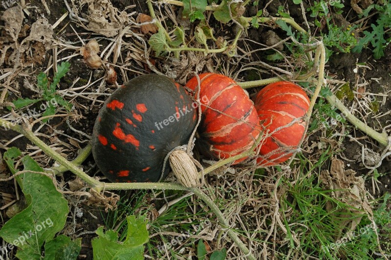 Pumpkins Growth Orange Black Develop