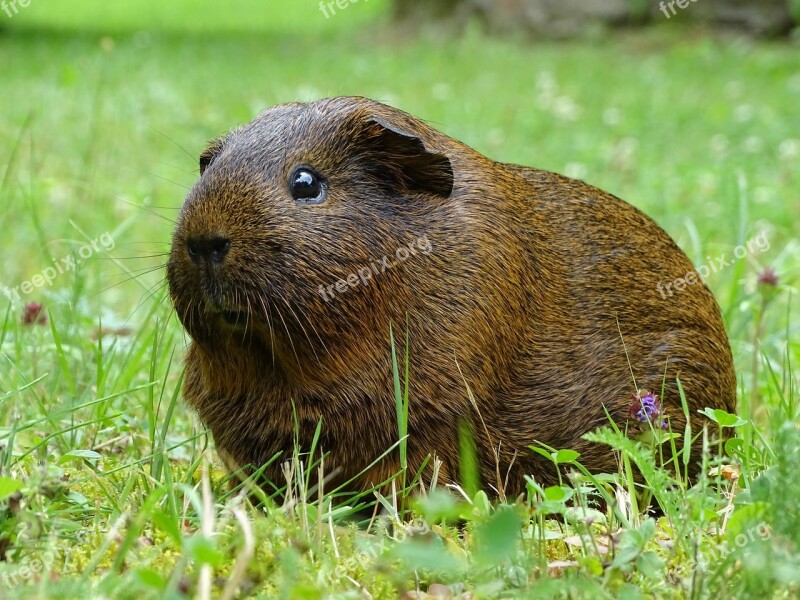 Guinea-pig Animal Rodents Cute Agouti