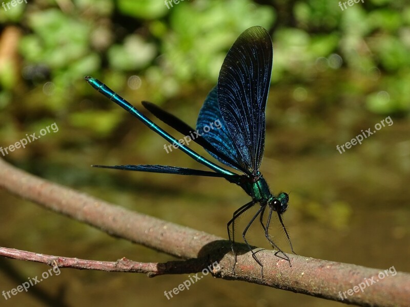 Dragonfly Punch Blue Macro Water