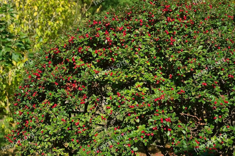 Hedge Berry Red Fruits Autumn Birds Bosk