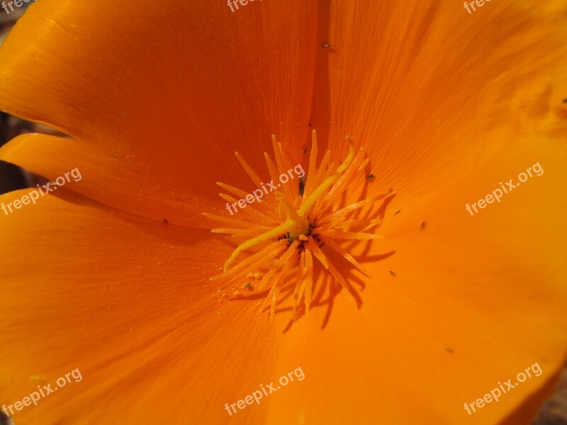 Flower Orange Escholtzia Pollens Beasts