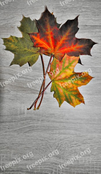 Wedge Foliage Autumn Colored Nature