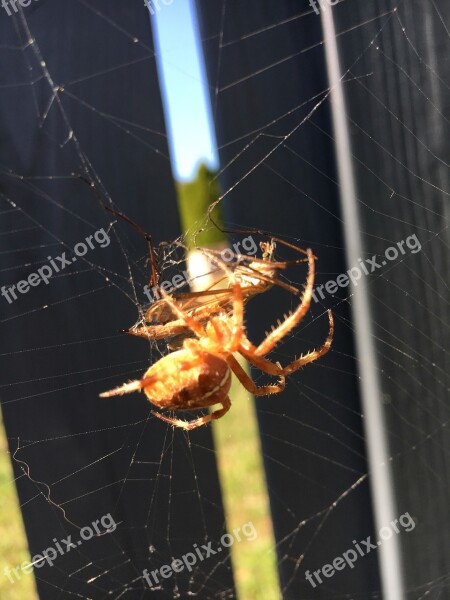 Spider Victims Insect Spider Webs Web