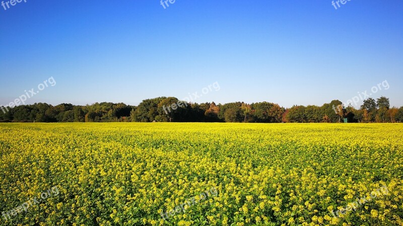 Yellow Mustard Green Manure Catch Crop Soil Activator Agriculture