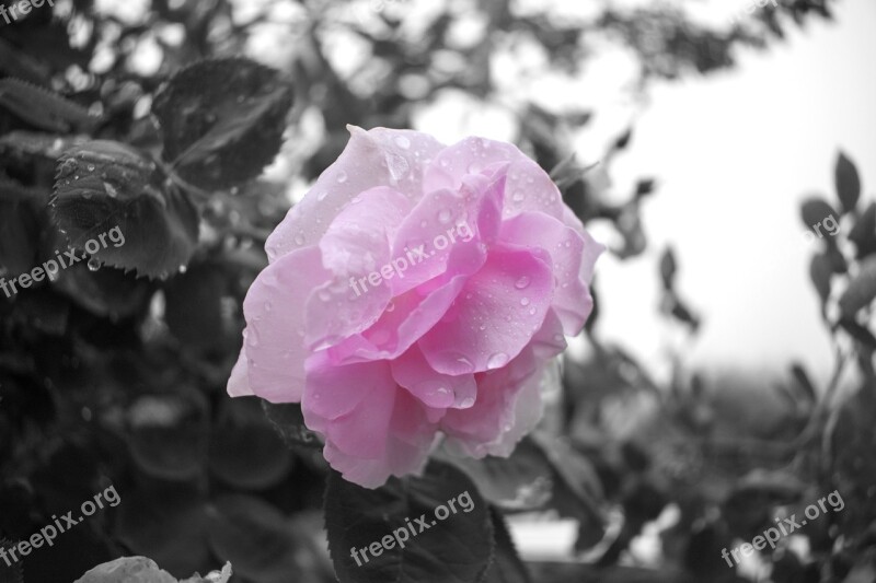 Black And White Closeup Flower Pink Garden