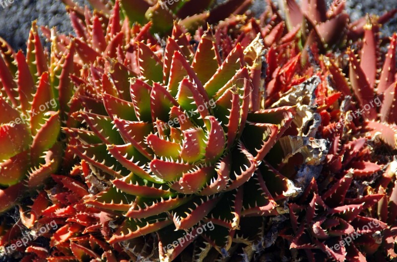 Lanzarote Succulent Red Thorns Teeth