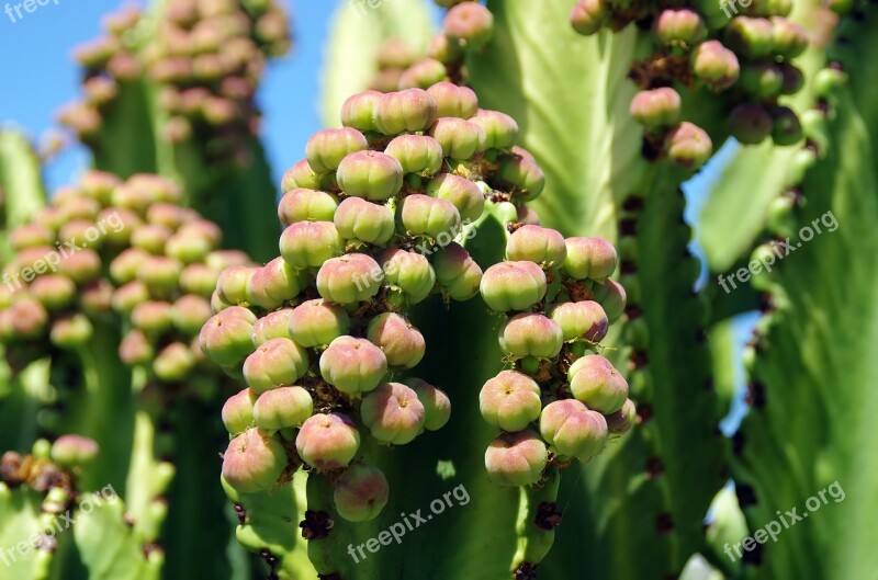 Canary Euphorbia Seeds Flowers Quills