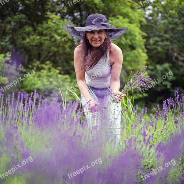 Lavender Picking Woman Nature Summer