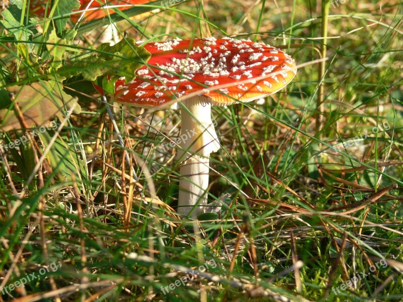 Toadstool Mushroom Nature Poisonous Toxic