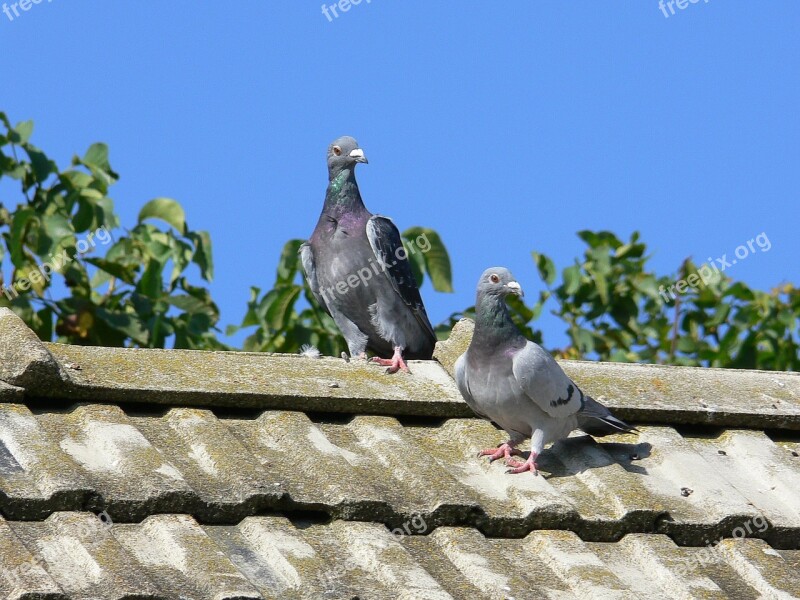 Squab Post Pigeons Pigeons Couple Nature