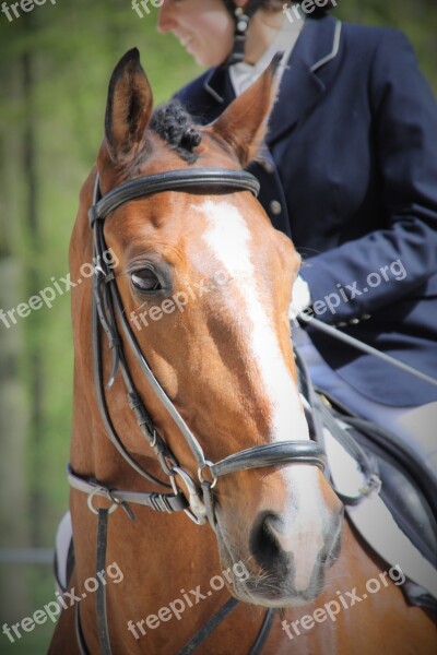 Horse Head Bridle Ride Tournament Dressage