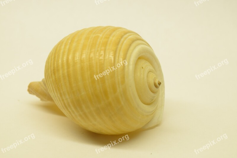 Shell Close Up Spiral Infinite Free Photos