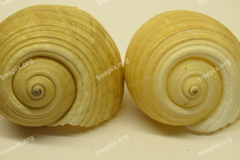 Mussels Close Up Snail Shells Spiral Infinite