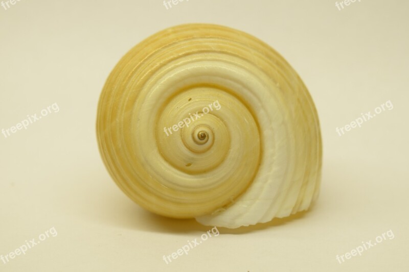 Shell Close Up Spiral Infinite Free Photos