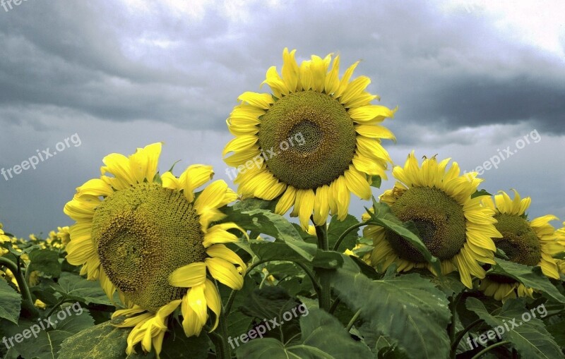 Flowers Sunflowers Blooming Yellow Blossoms