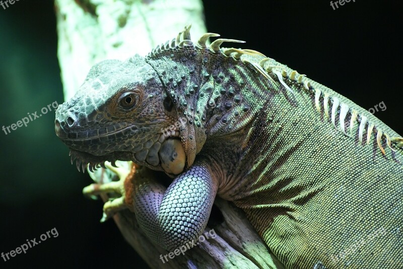 Lizard Reptile Close Exotic Portrait