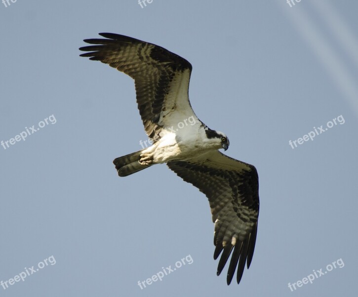 Bird Osprey Flying Wildlife Nature