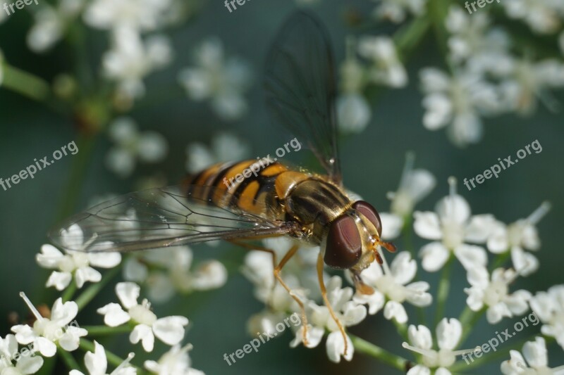 Hoverfly Episyrphus Balteatus Insect Free Photos