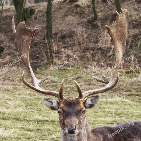 Hirsch Fallow Deer Forest Wintertime Meadow