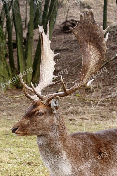 Hirsch Fallow Deer Forest Wintertime Meadow