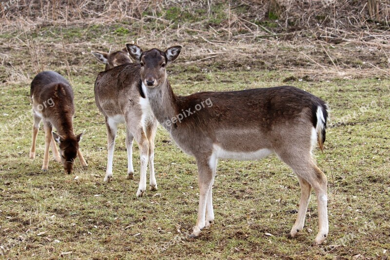 Deer Fallow Deer Forest Meadow Wintertime