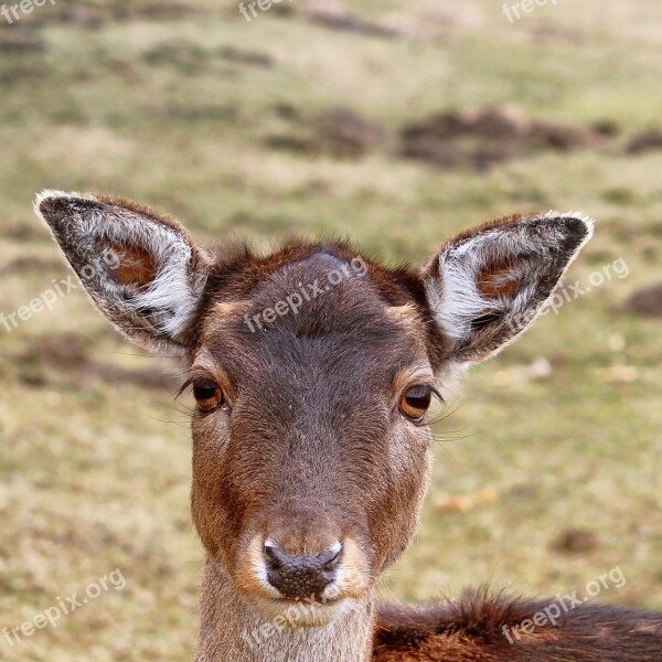 Roe Deer Fallow Deer Forest Wintertime Meadow