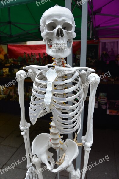 Skeleton Bones Human Body Anatomy