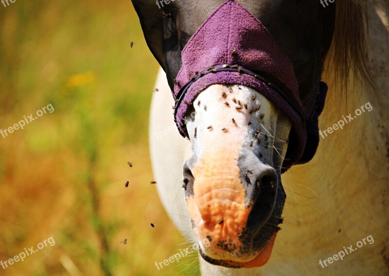 Horse Nostrils Mold Flying Pasture