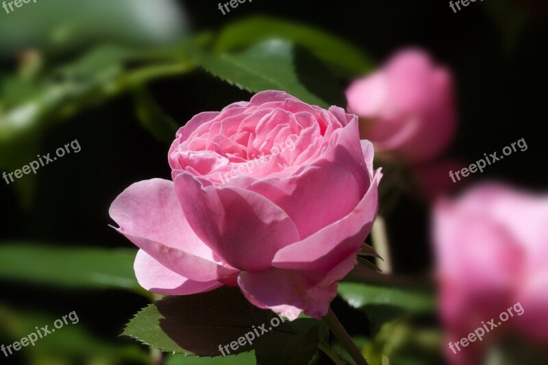 Rose Pink Green Flower Summer