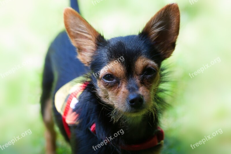 Yorkshire Terrier Hybrid Chihuahua Cute Black