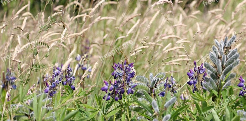 Meadow Wildflowers Lupine Nature Spring Meadow