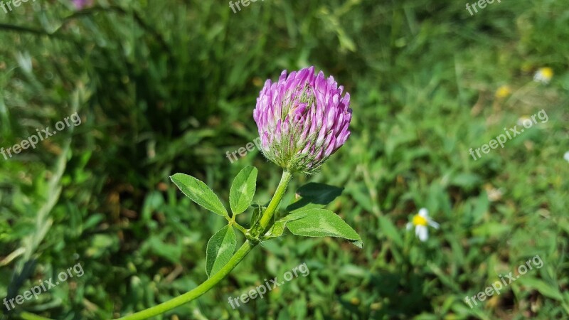 Red Clover Trifolium Pratense Trefoil Clover Three Leaf Clover