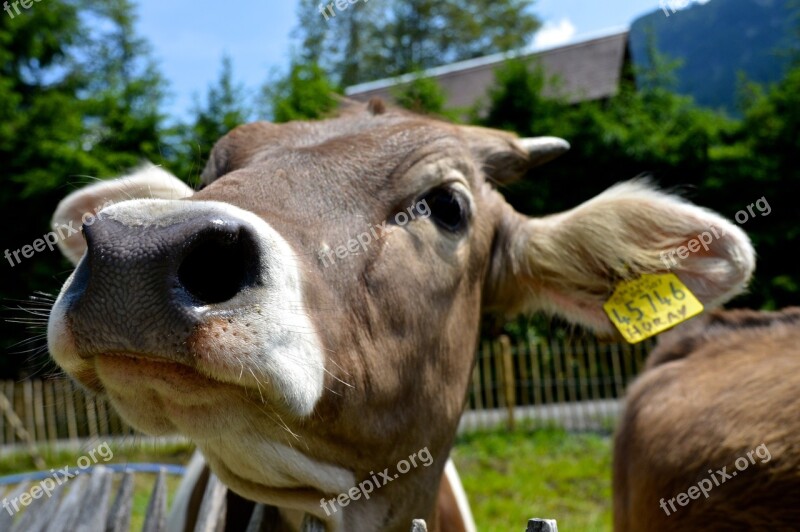 Curiosity Cow Alm Snout Allgäu