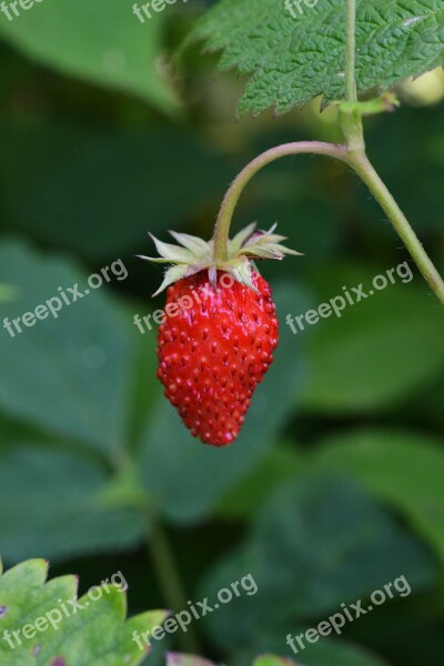 Wild Strawberry Berry Bio Healthy Nature