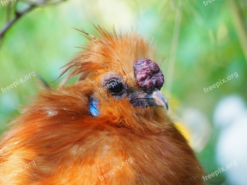 Hahn Yellow Seidenhuhn Feather Bird