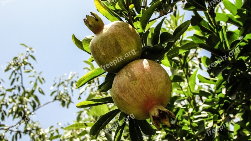 Pomegranate Fruit Tree Food Agriculture