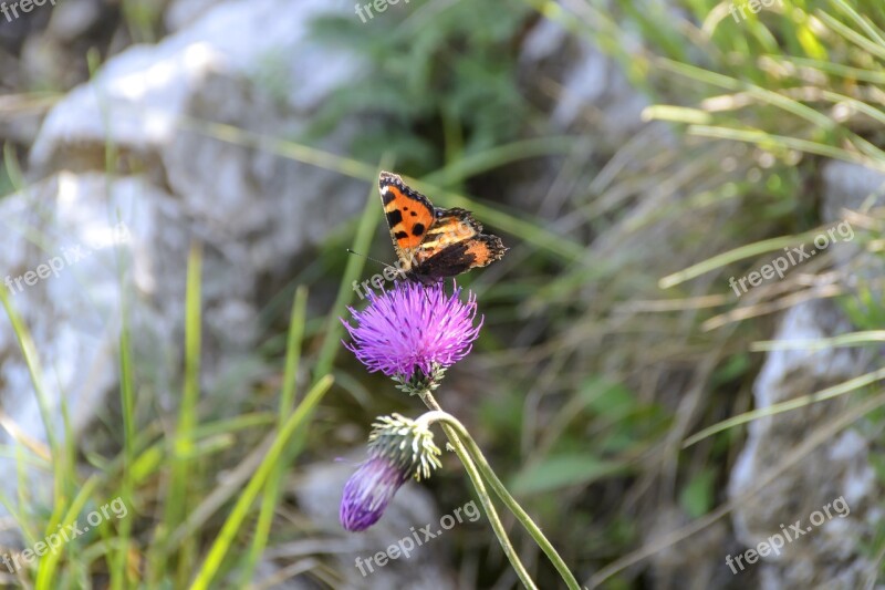 Peacock Butterfly Blue Thistle Mountains Pieniny Nature